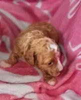 Sunshine , a female Poodle - Miniature  for sale in Manchester, TN – Photo 2 of 2