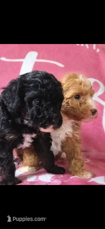 Sunshine  – Poodle - Miniature  puppy for sale in Manchester, TN