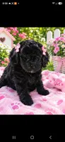CKC Girl, a female Poodle - Toy  for sale in Manchester, TN – 2 of 2