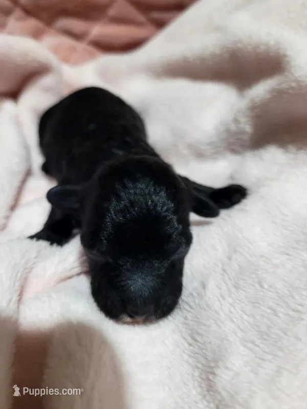 Diva girl #2 – Poodle - Toy  puppy for sale in Manchester, TN