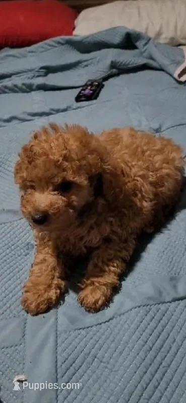 Queenie boy  – Poodle - Toy  puppy for sale in Manchester, TN