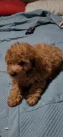 Queenie boy , a male Poodle - Toy  for sale in Manchester, TN – 1 of 2