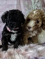 Sunshine , a female Poodle - Miniature  for sale in Manchester, TN – 10 of 10