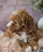 Sunshine , a female Poodle - Miniature  for sale in Manchester, TN – 7 of 10