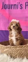 Sunshine , a female Poodle - Miniature  for sale in Manchester, TN – 3 of 10