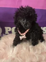 AKC- Tiny Raven, a female Poodle - Toy  for sale in Manchester, TN – 2 of 8