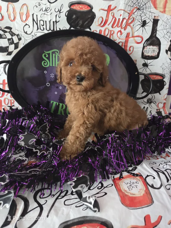 Clifford-AKC clear – Poodle - Toy  puppy for sale in Manchester, TN