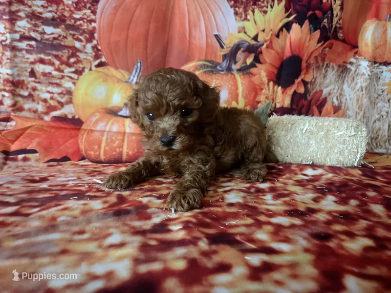 Clifford-AKC – Poodle - Toy  puppy for sale in Manchester, TN