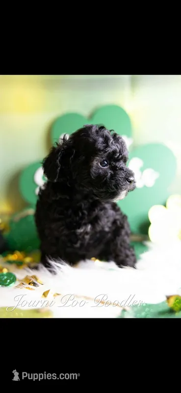 Tiny - AKC – Poodle - Toy  puppy for sale in Manchester, TN