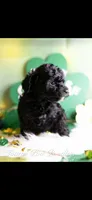 Tiny - AKC, a male Poodle - Toy  for sale in Manchester, TN – Photo 1 of 2