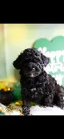 Tiny - AKC, a male Poodle - Toy  for sale in Manchester, TN – Photo 2 of 2
