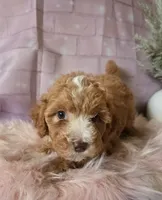 Sunshine , a female Poodle - Miniature  for sale in Manchester, TN – 9 of 10