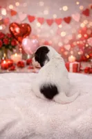 Valentine's Baby, a male Miniature Dachshund for sale in Manchester, TN – Photo 3 of 4