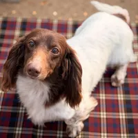 Valentine's Baby, a male Miniature Dachshund for sale in Manchester, TN – Photo 4 of 4