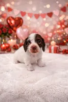Valentine's Baby, a male Miniature Dachshund for sale in Manchester, TN – Photo 1 of 4