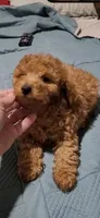 Queenie boy , a male Poodle - Toy  for sale in Manchester, TN – 2 of 2