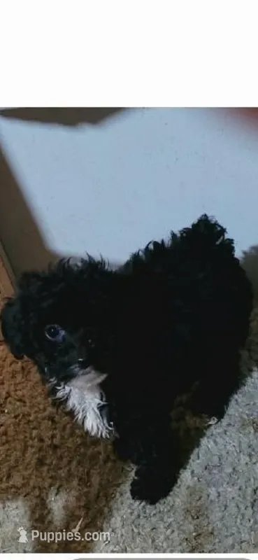 Diva boy  – Poodle - Toy  puppy for sale in Manchester, TN