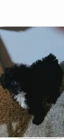 Diva boy , a male Poodle - Toy  for sale in Manchester, TN – 1 of 1