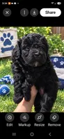 Big Boy, a male Poodle - Toy  for sale in Manchester, TN – 2 of 2