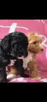 Cutie, a female Poodle - Toy  for sale in Manchester, TN – 2 of 6