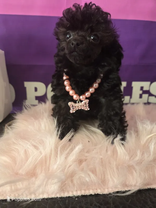 AKC- Tiny Raven – Poodle - Toy  puppy for sale in Manchester, TN