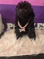 AKC- Tiny Raven, a female Poodle - Toy  for sale in Manchester, TN – 1 of 8
