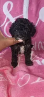 Cutie, a female Poodle - Toy  for sale in Manchester, TN – 3 of 6