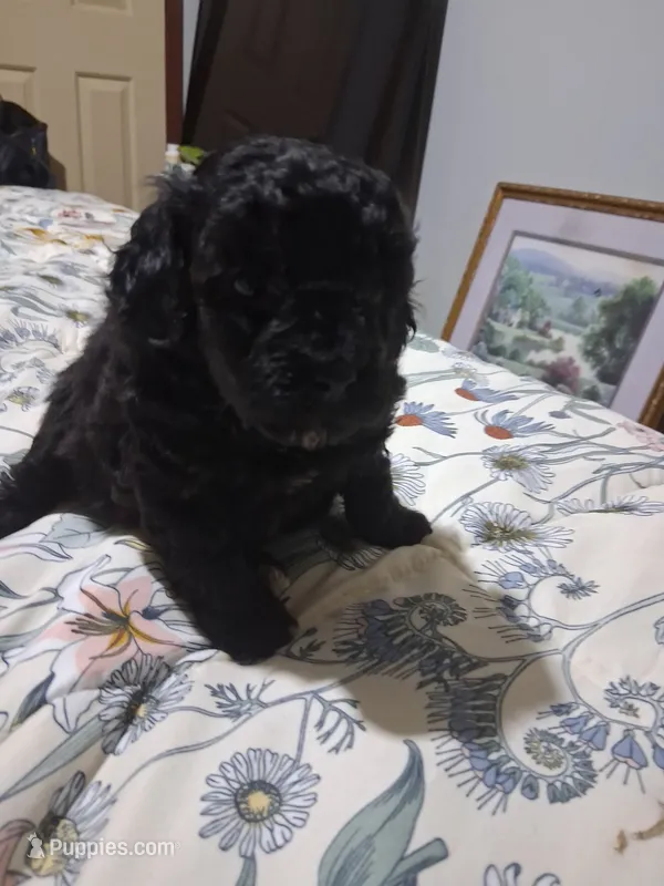 Big Boy – Poodle - Toy  puppy for sale in Manchester, TN