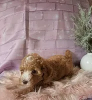Sunshine , a female Poodle - Miniature  for sale in Manchester, TN – 8 of 10