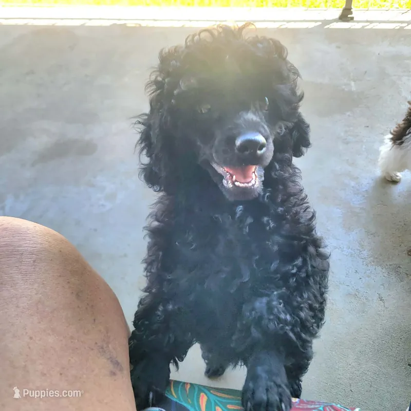 Cole – Poodle - Miniature  puppy for sale in Manchester, TN