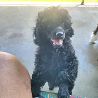 Cole, a male Poodle - Miniature  for sale in Manchester, TN – 1 of 2