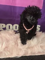 AKC- Tiny Raven, a female Poodle - Toy  for sale in Manchester, TN – 3 of 8