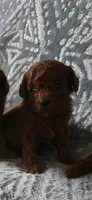 AKC Toy Poodle, a male Poodle - Toy  for sale in Manchester, TN – Photo 2 of 7