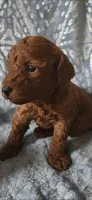 AKC Toy Poodle, a male Poodle - Toy  for sale in Manchester, TN – Photo 3 of 7