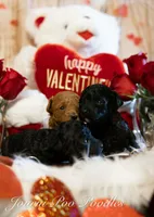 Princess , a female Poodle - Toy  for sale in Manchester, TN – Photo 2 of 6