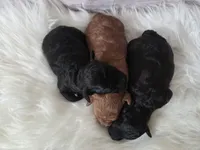 Princess , a female Poodle - Toy  for sale in Manchester, TN – Photo 6 of 6