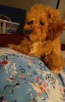  Cora Girl, a female Poodle - Toy  for sale in Manchester, TN – 3 of 3