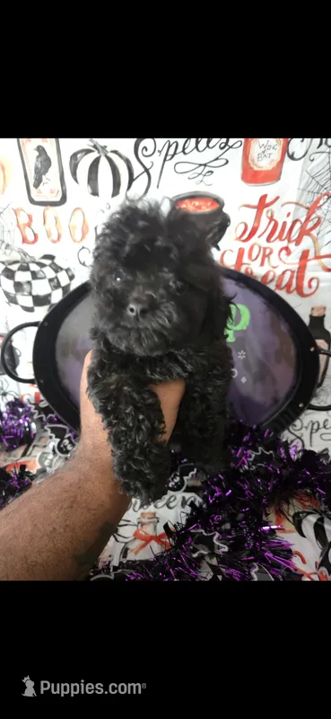 AKC- Raven – Poodle - Toy  puppy for sale in Manchester, TN