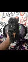 AKC- Tiny Raven, a female Poodle - Toy  for sale in Manchester, TN – 4 of 8