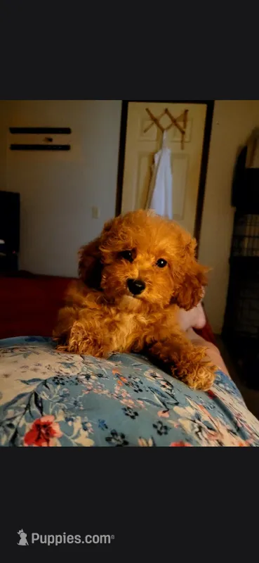  Cora Girl – Poodle - Toy  puppy for sale in Manchester, TN