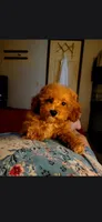  Cora Girl, a female Poodle - Toy  for sale in Manchester, TN – 1 of 3