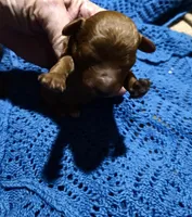 Queenie #2, a male Poodle - Toy  for sale in Manchester, TN – Photo 1 of 2