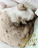 Kyrie, a female Miniature Australian Shepherd for sale in Ennis, TX – Photo 2 of 2