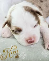 Kyrie, a female Miniature Australian Shepherd for sale in Ennis, TX – Photo 1 of 2