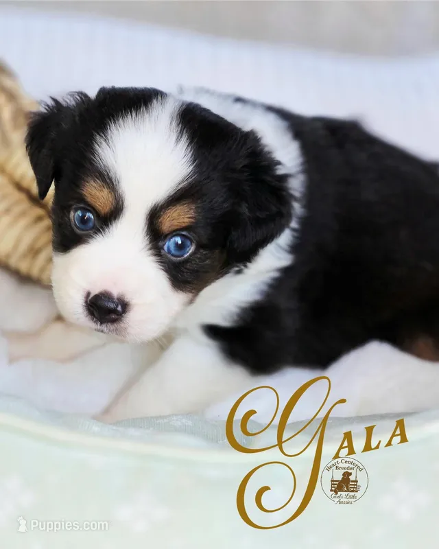 Gala – Miniature Australian Shepherd puppy for sale in Ennis, TX