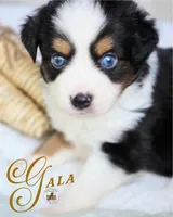 Gala, a female Miniature Australian Shepherd for sale in Ennis, TX – Photo 2 of 2