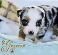 Grayson, a male Miniature Australian Shepherd for sale in Ennis, TX – Photo 2 of 2