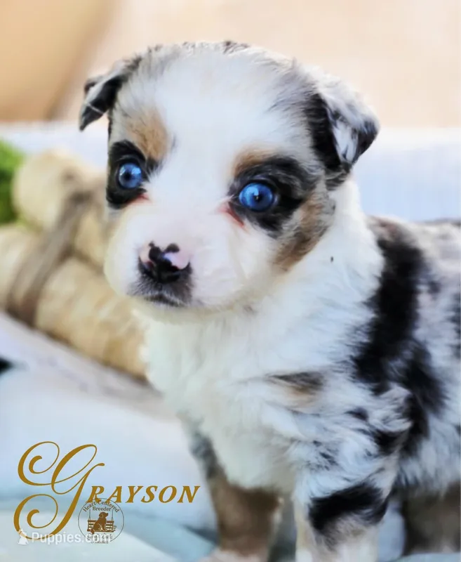 Grayson – Miniature Australian Shepherd puppy for sale in Ennis, TX