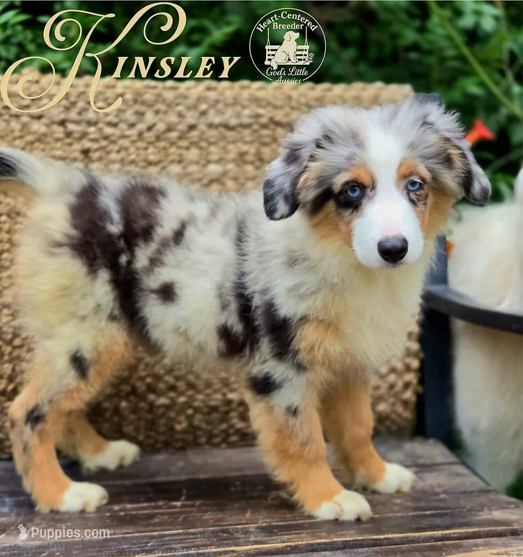 Kinsley – Miniature Australian Shepherd puppy for sale in Ennis, TX