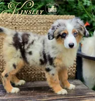 Kinsley, a female Miniature Australian Shepherd for sale in Ennis, TX – 1 of 3